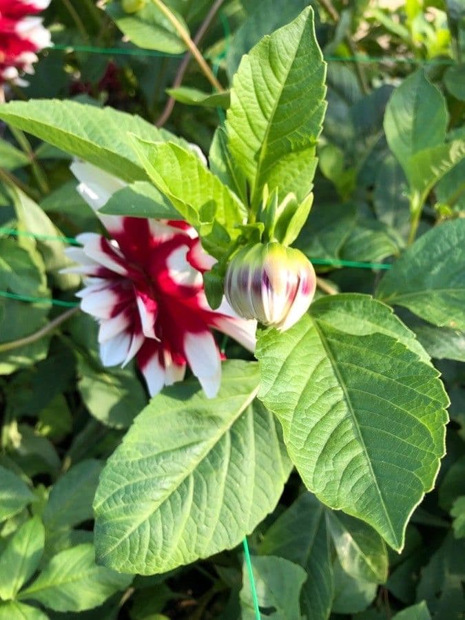 Dalia 3
