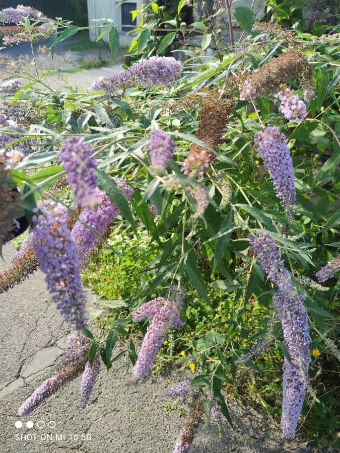 Buddleja 2