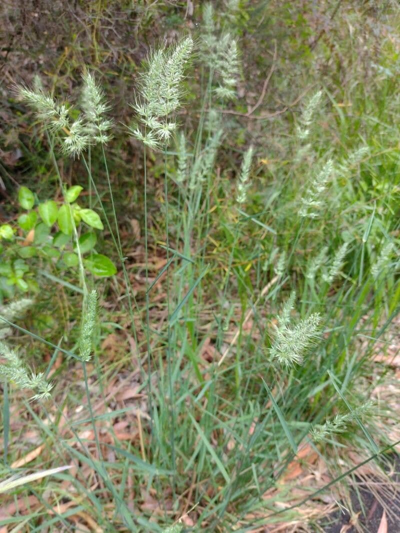 Herbe hérisson cespiteuse 3