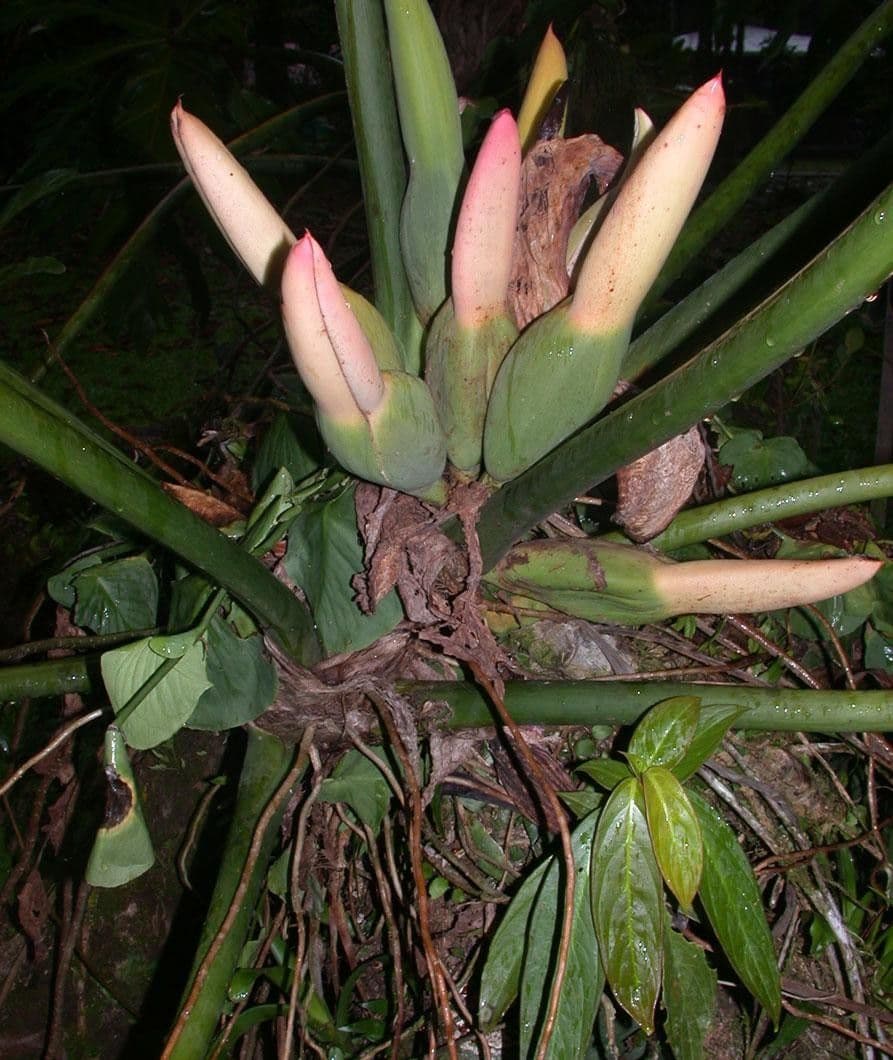 Philodendron 17