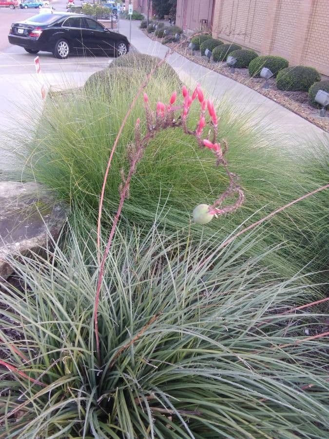 Hesperaloe 10