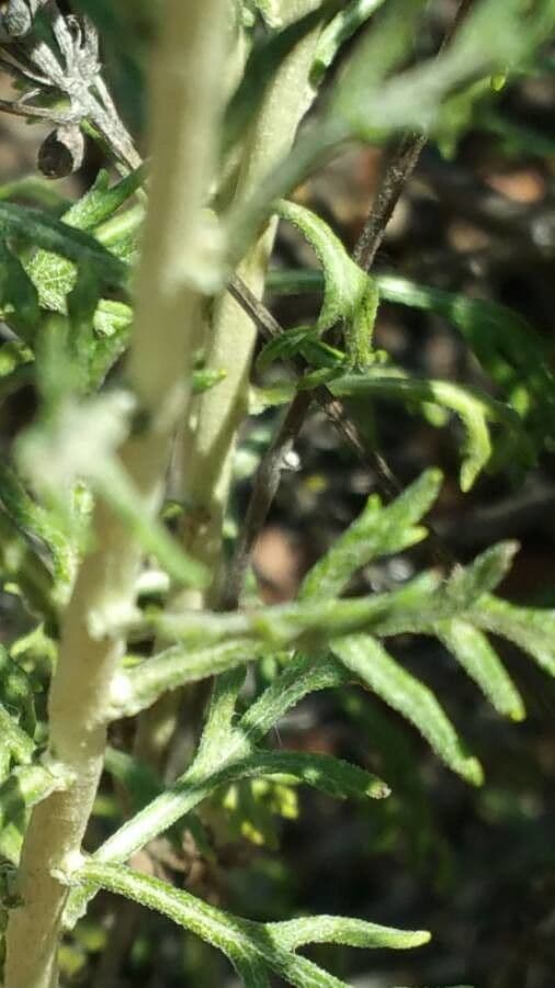 Eriophyllum 20