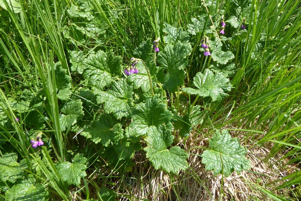 Matthiolis Primel 7