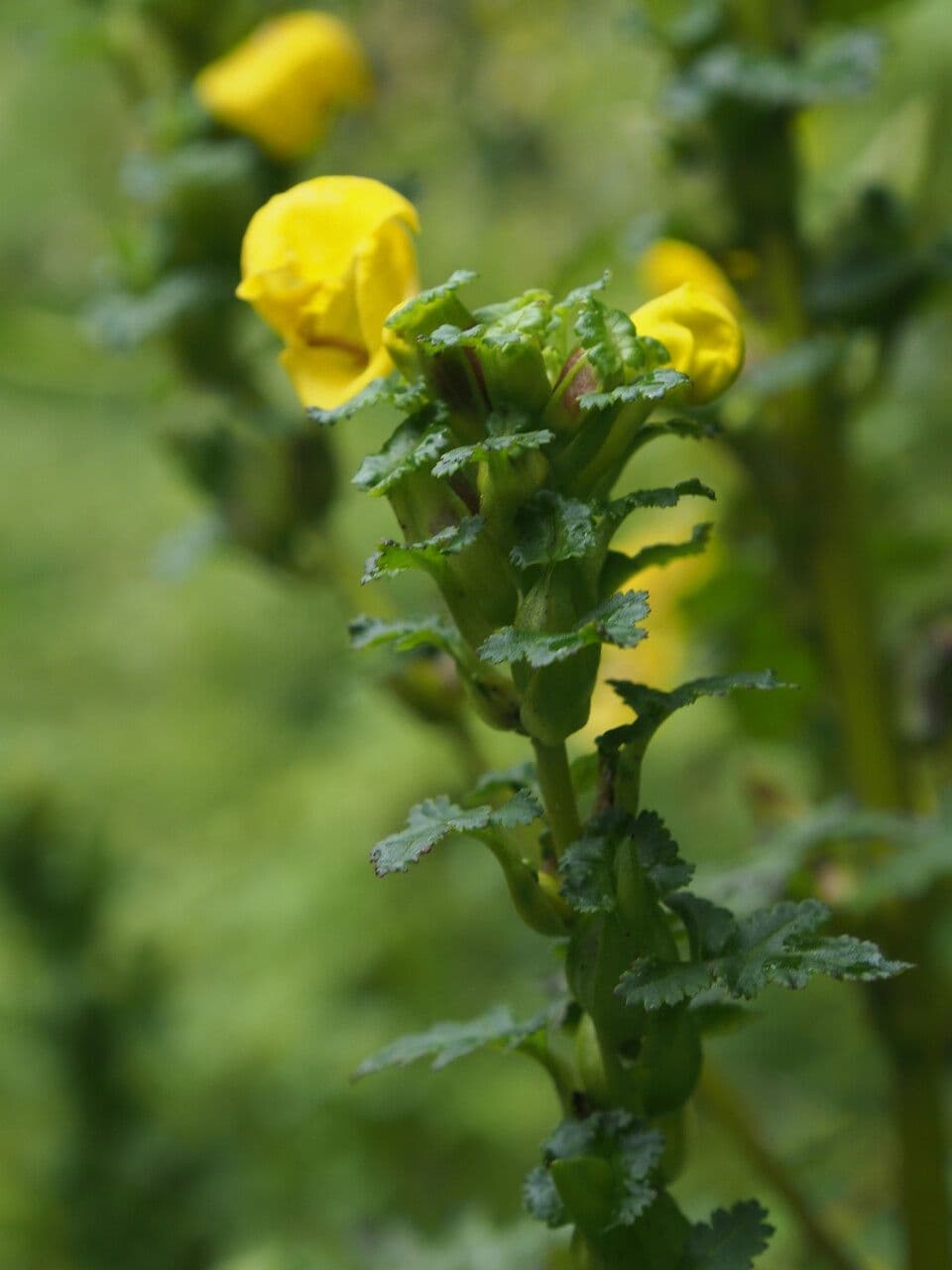 Pedicularis