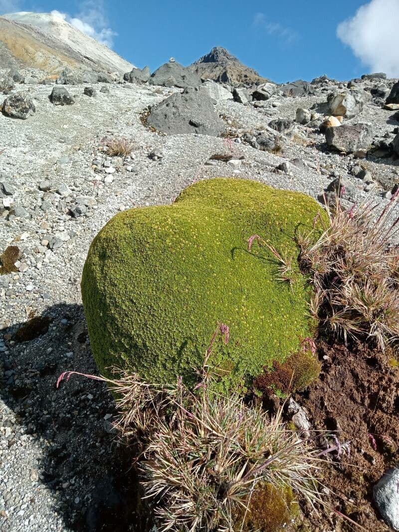 Azorella 14