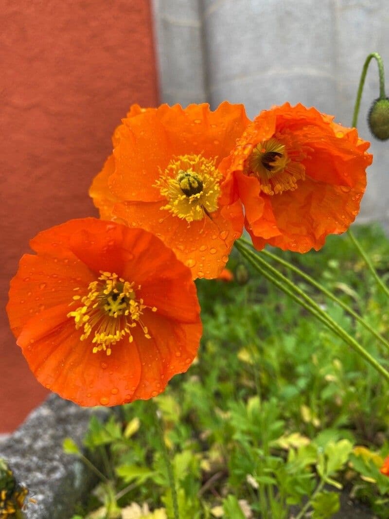 Arktischer Mohn 4