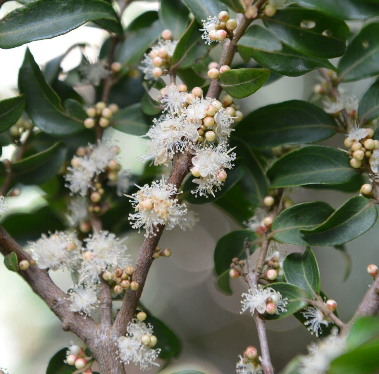 Guayaba de olor 8