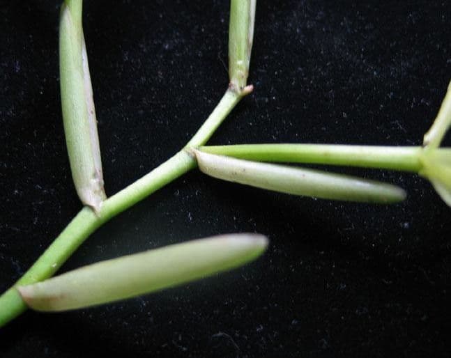 Epidendrum ciliato 21