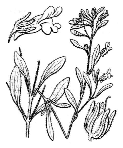 Linaria minore 22