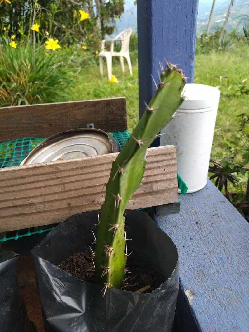 Cactus Regina della notte 6