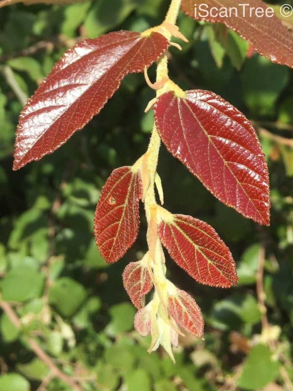 Grewia 4