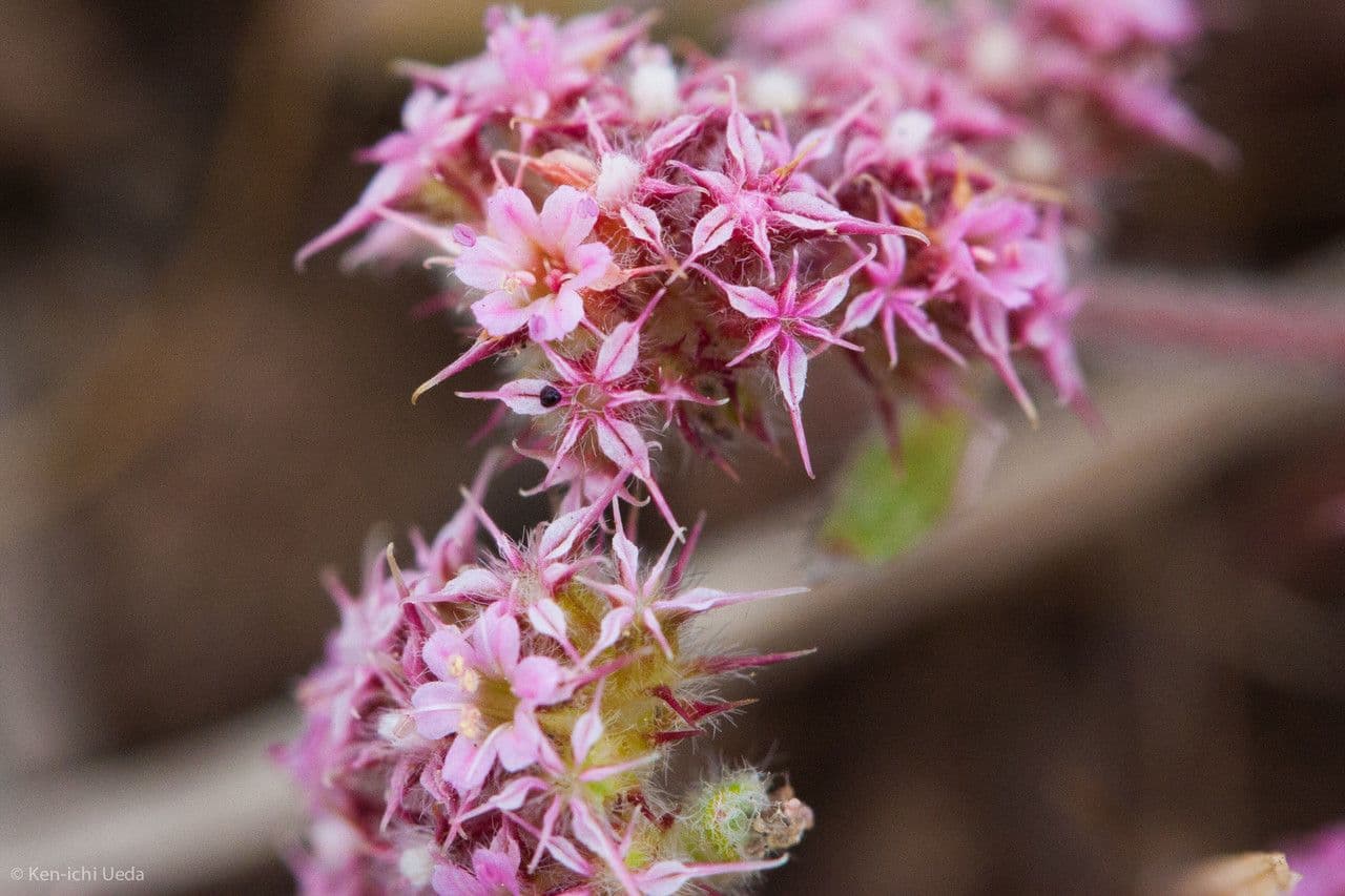 Chorizanthe