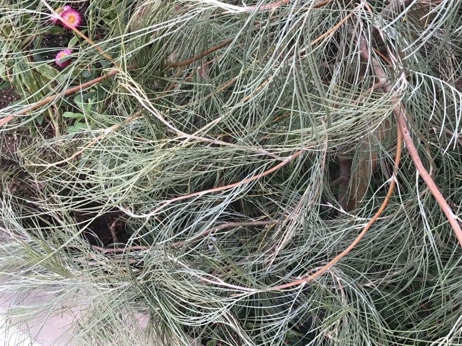 Grevillea