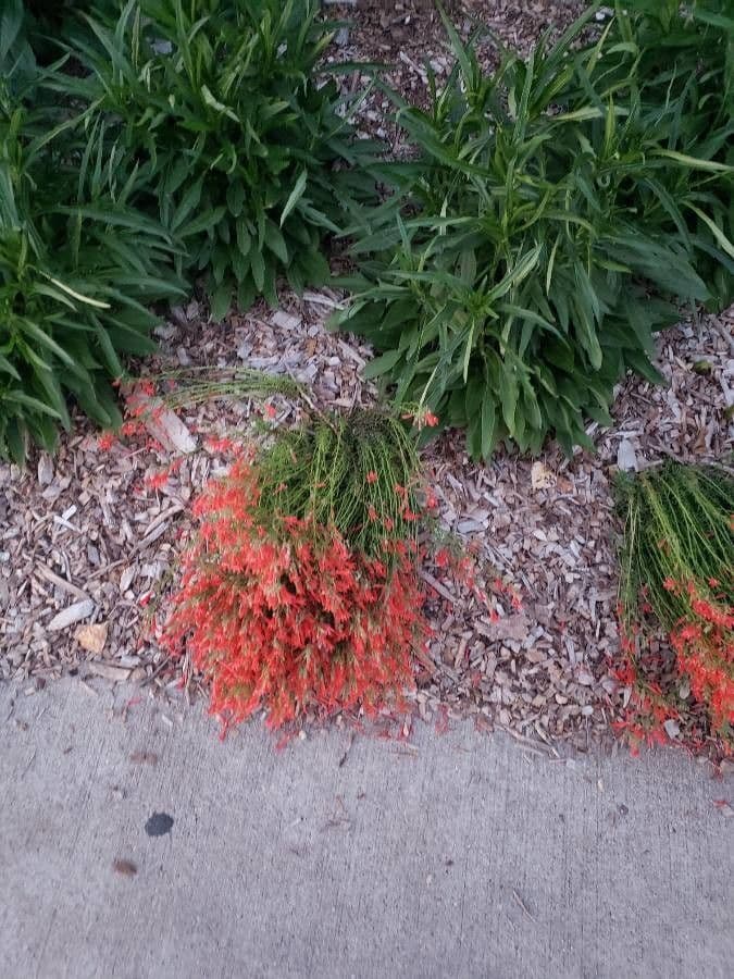 Bartblume 4