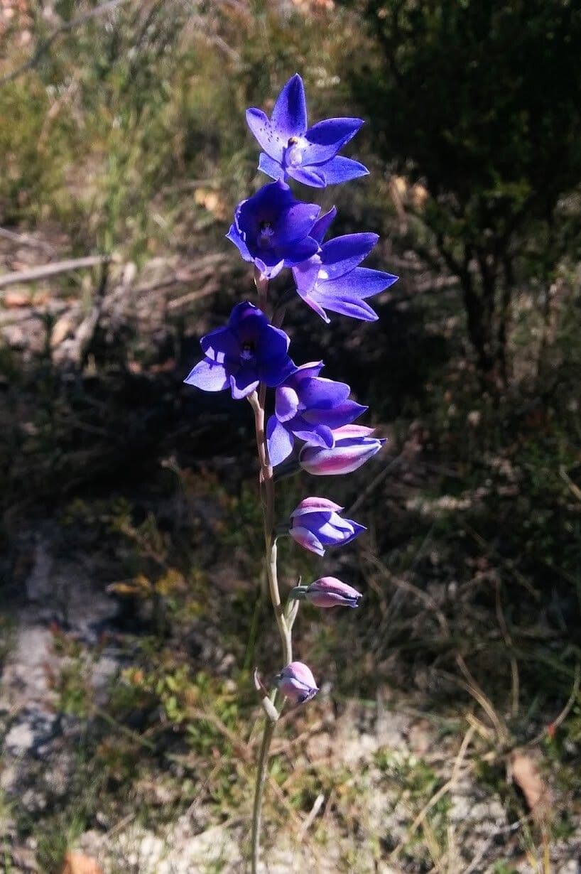 Thelymitra 3