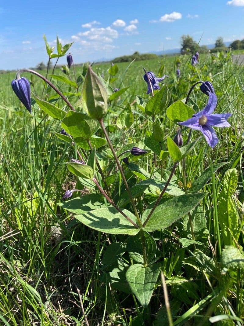 Einfache Clematis 15
