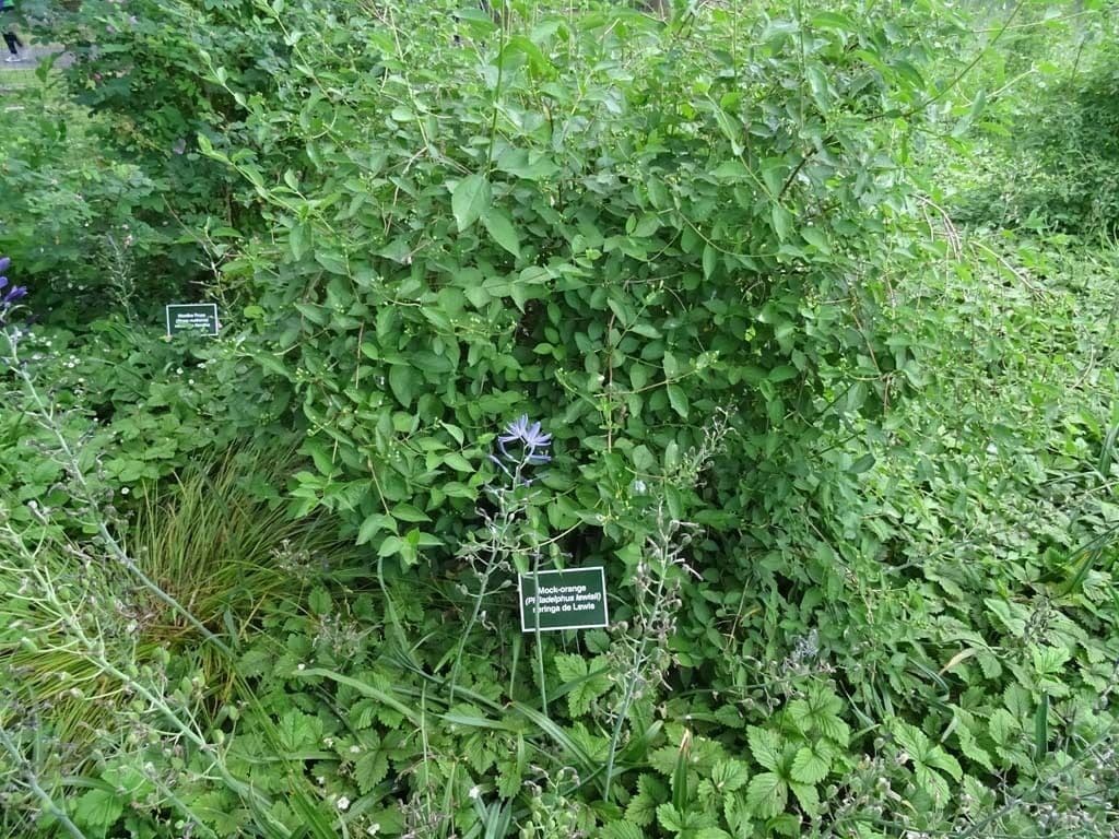 Jaśmin Lewisa 9