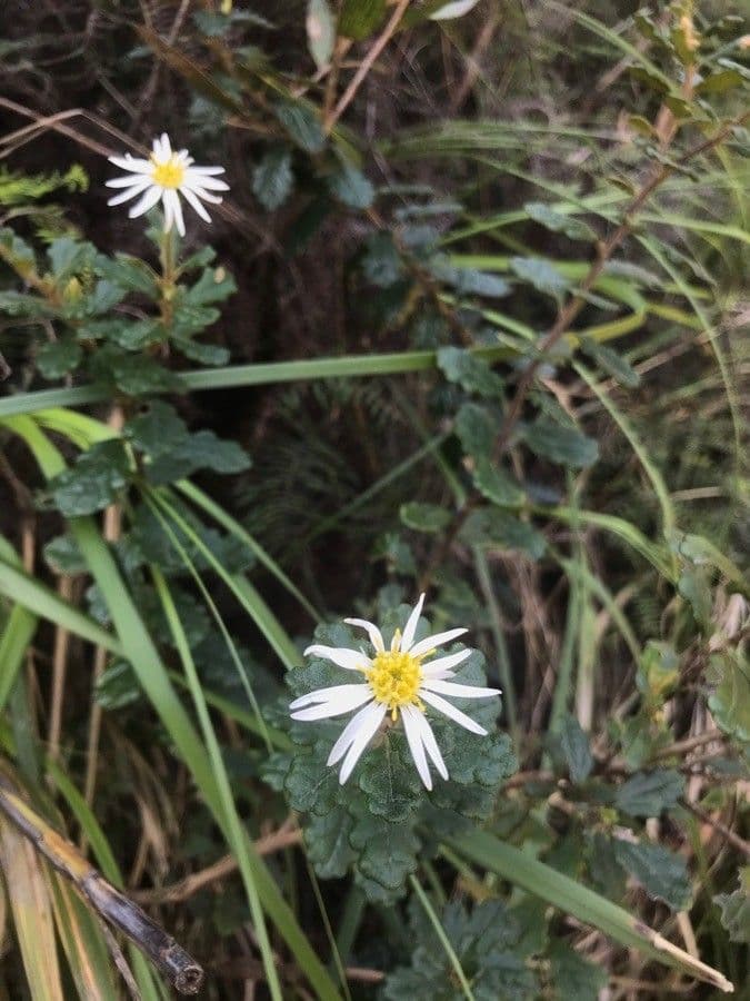 Olearia