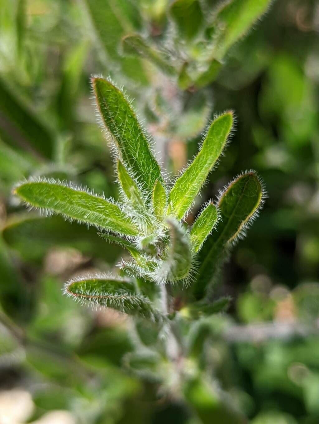 Ruellia 14