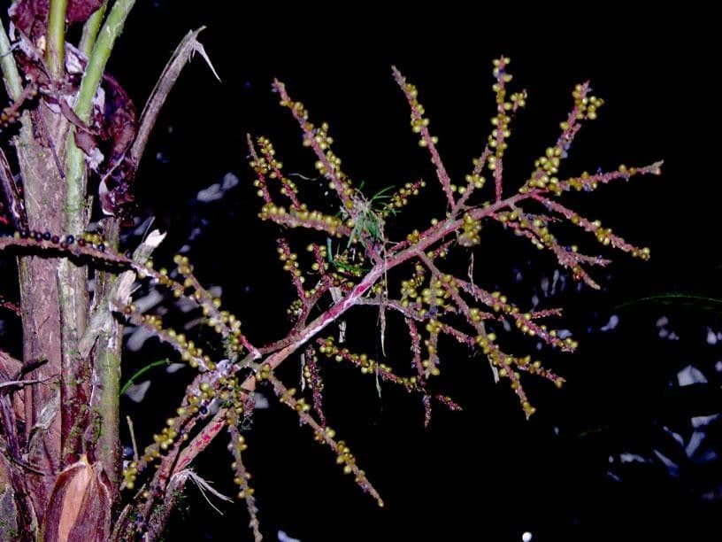Geonoma pinnada 10