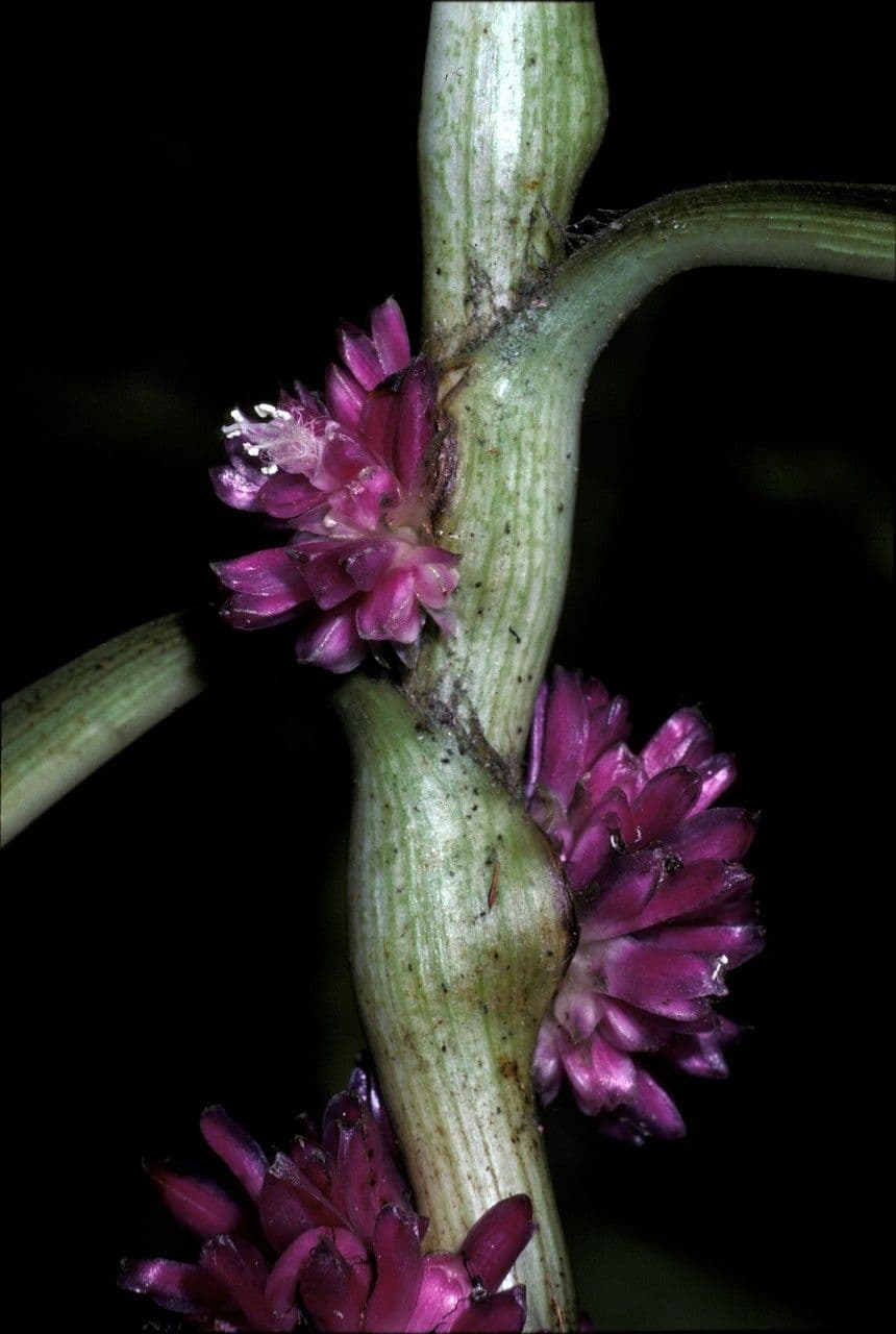 Amischotolype 2