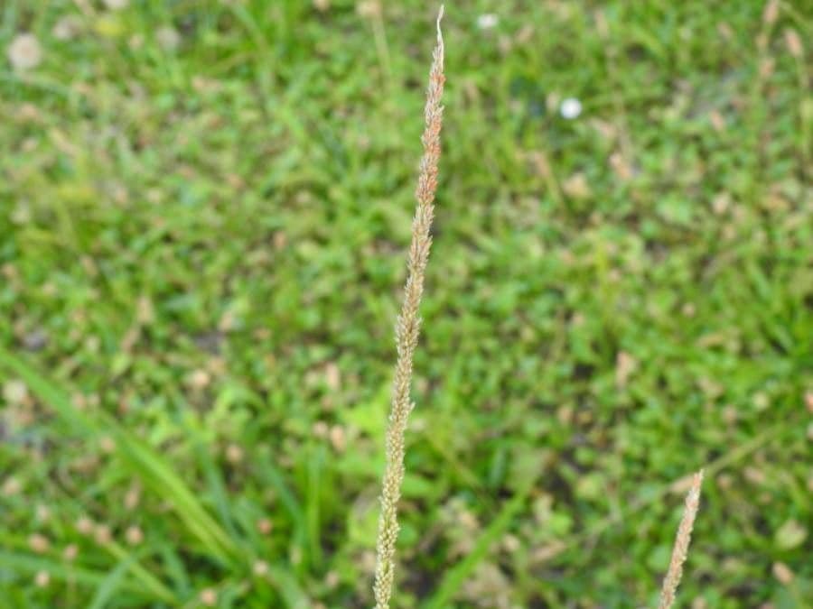 Espartillo 8
