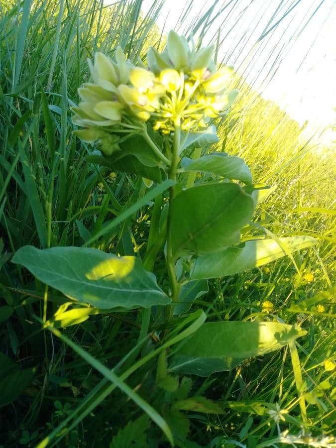 Asclepias viridis 24