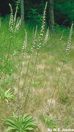 Aletris farinosa 7