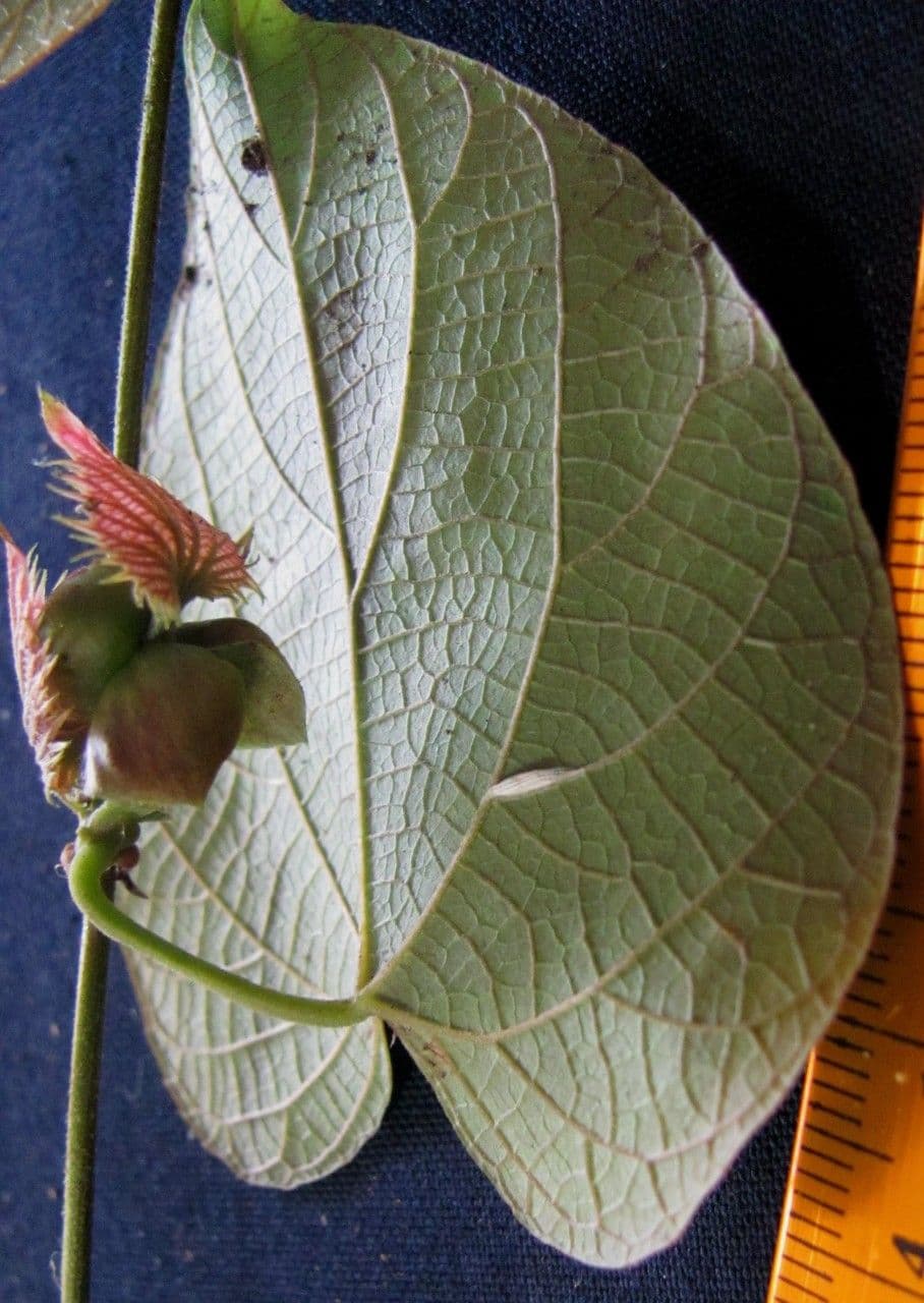 Dalechampia dioscoreifolia 16
