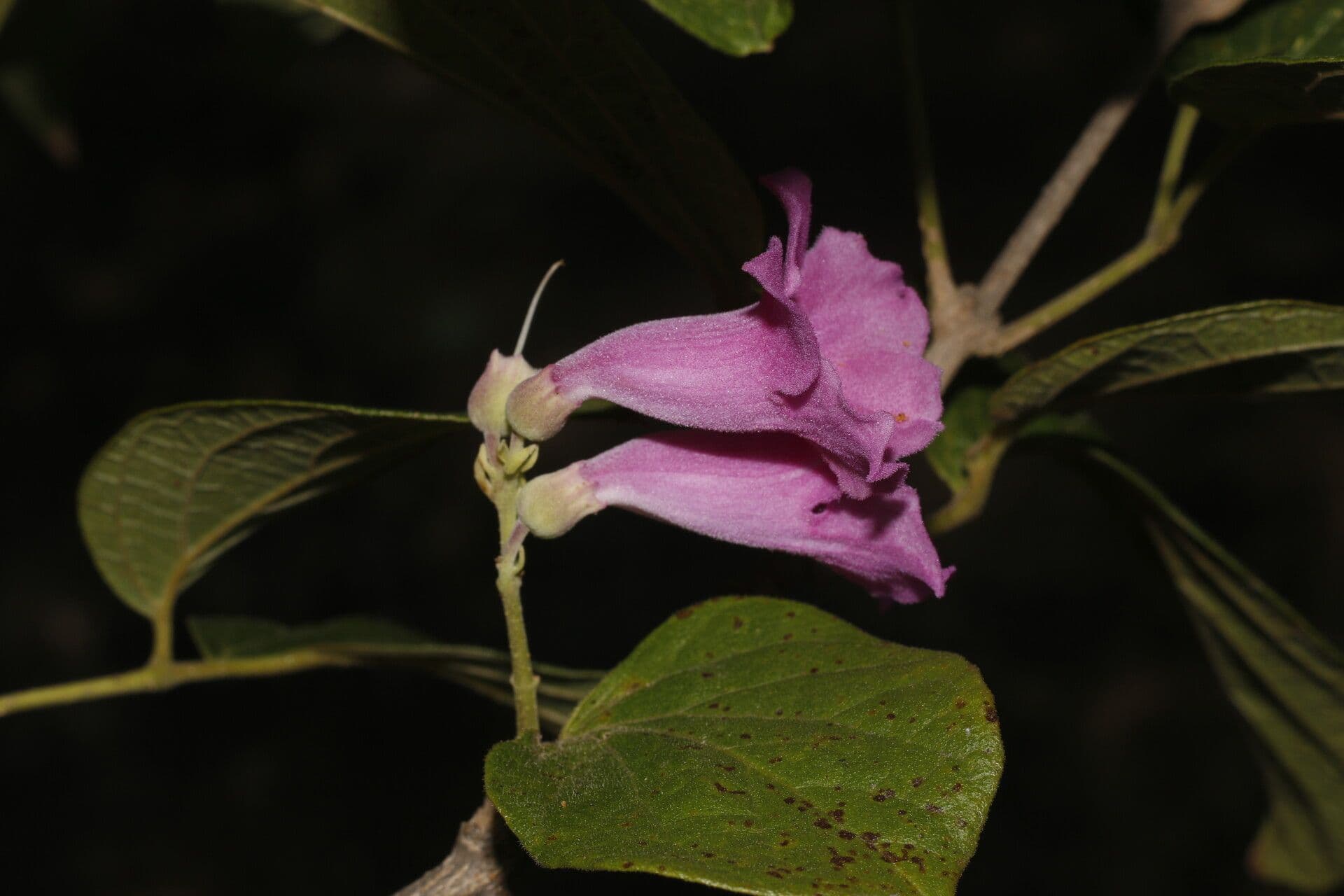 Fridericia
