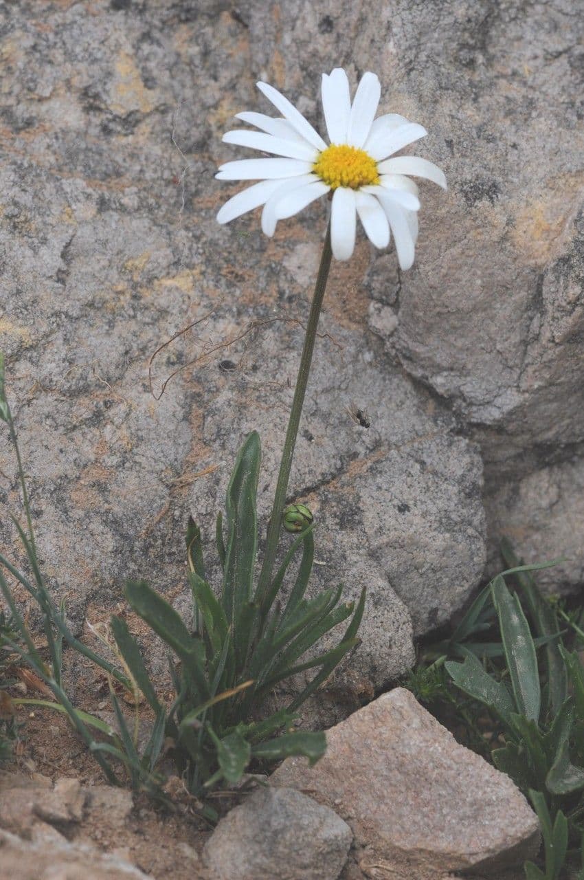 Leucanthemum 6