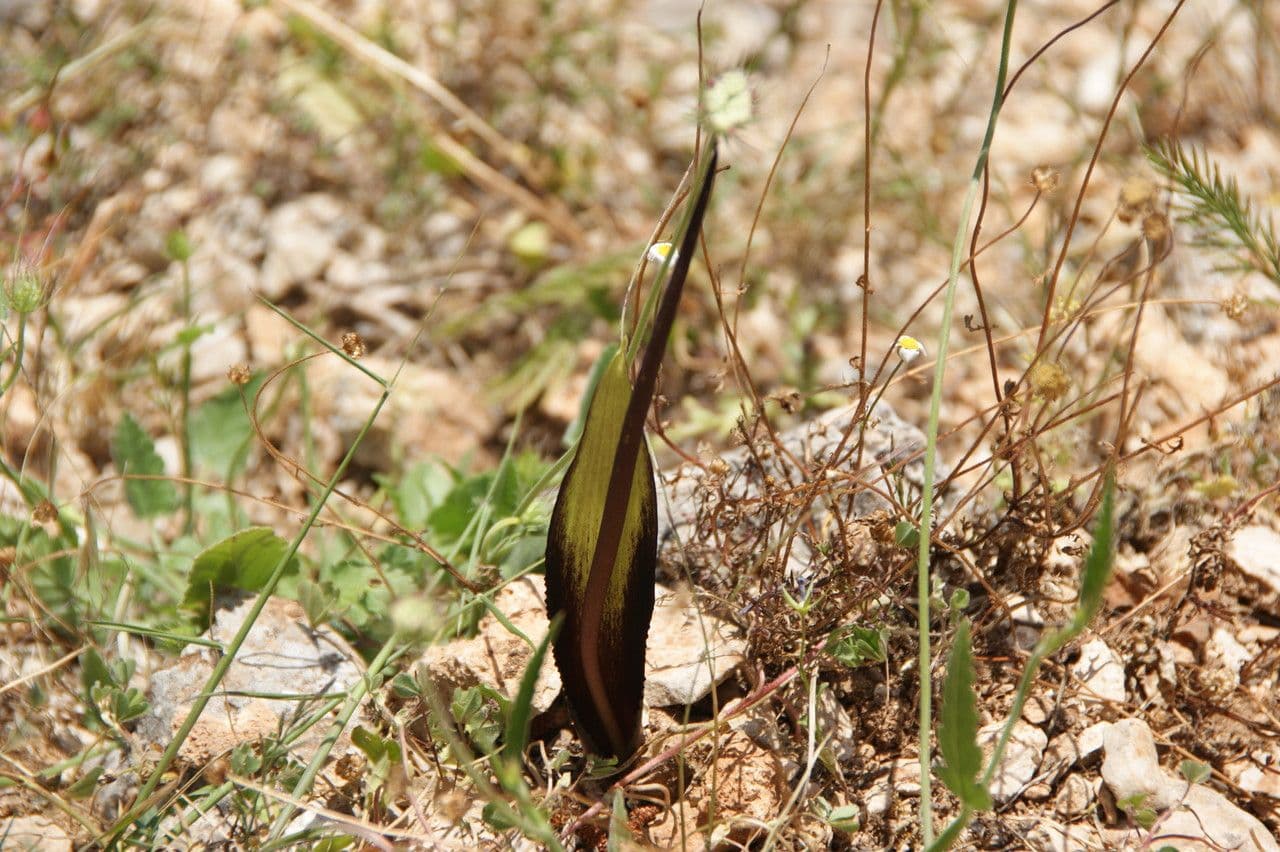 Schmalblättriges Biarum 7
