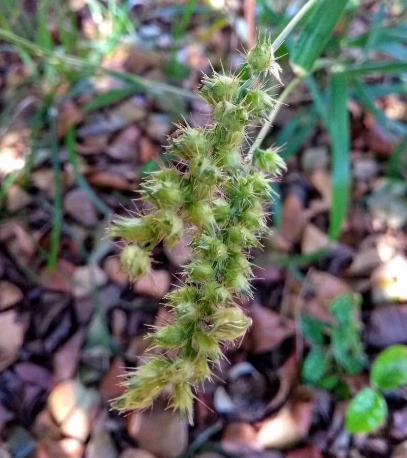 Igel-Hirse 6