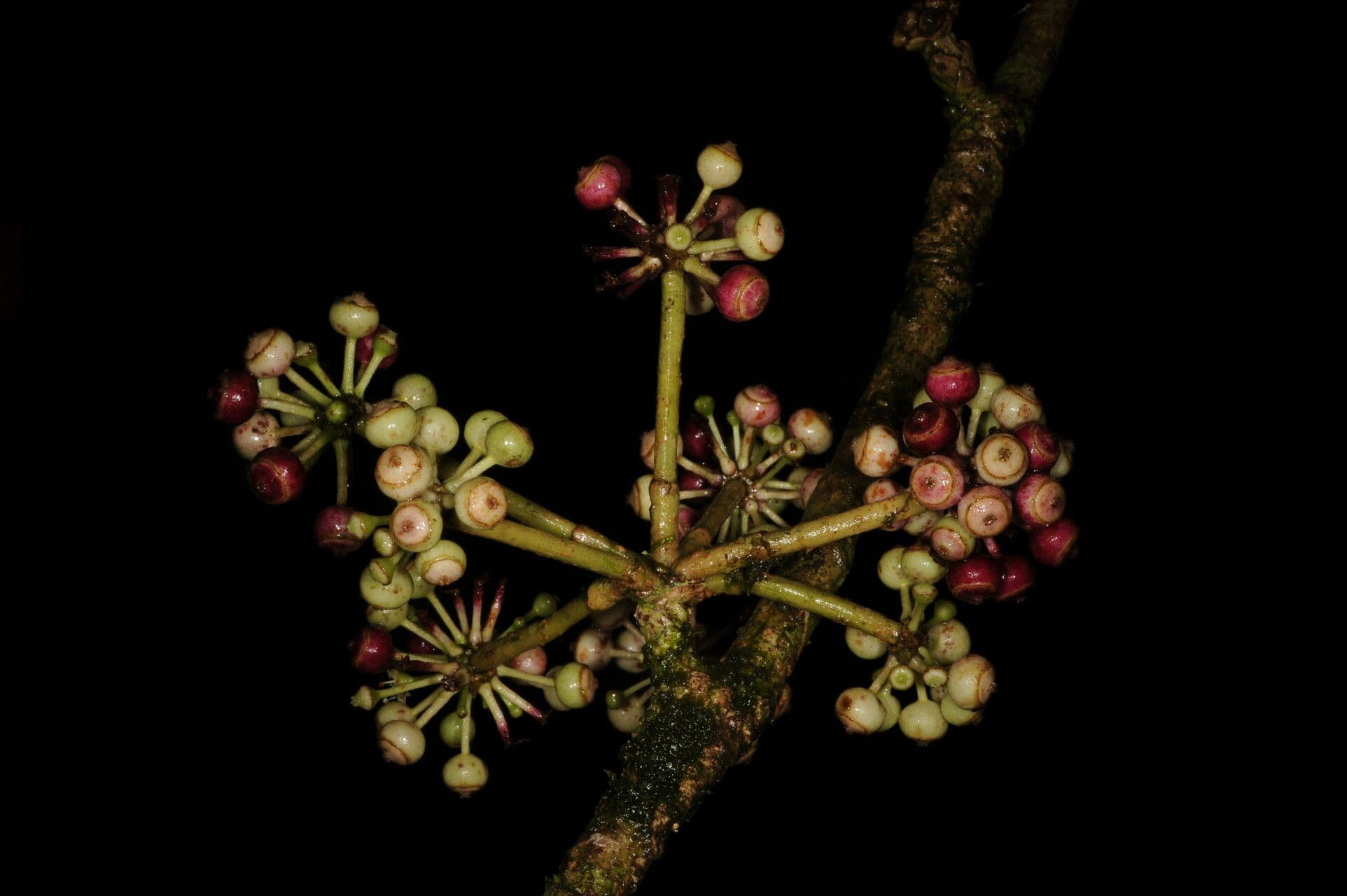 Kugelförmiger Dendropanax