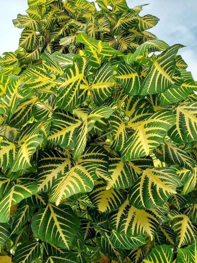 Eritrina variegata 16