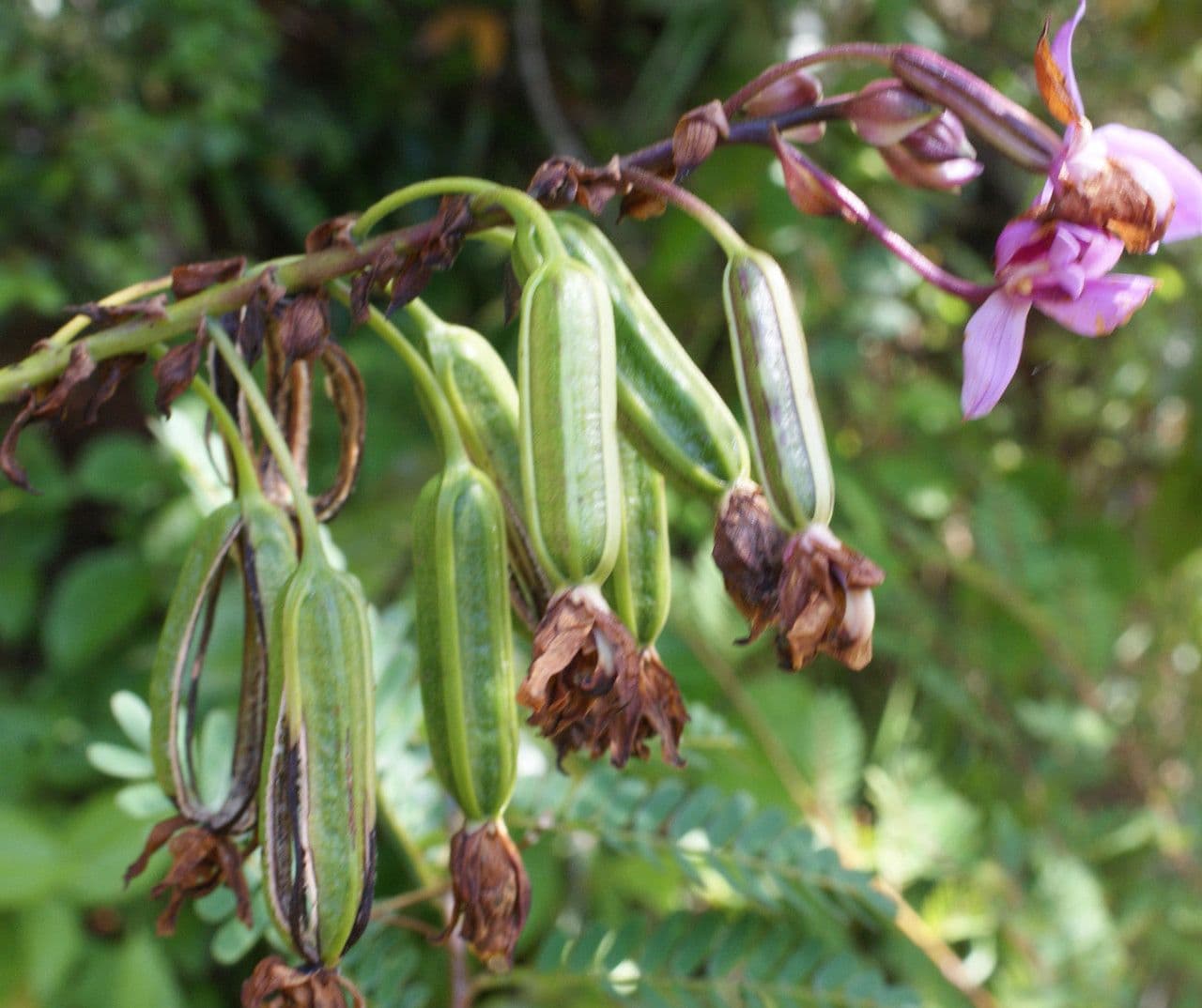Spathoglottis plicata 2