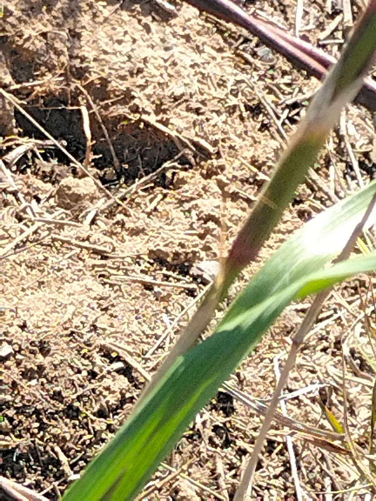Tulipano blu 8