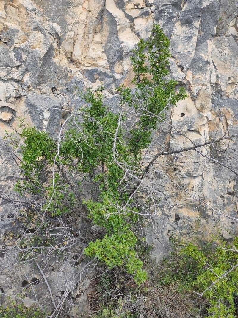 Espino de roca 15