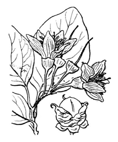 Styrax officinalis 28