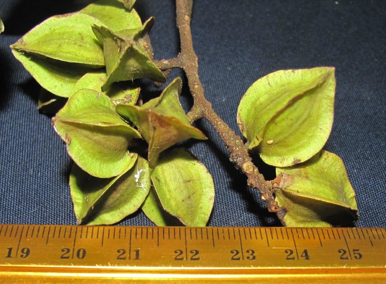 Combretum lasco
