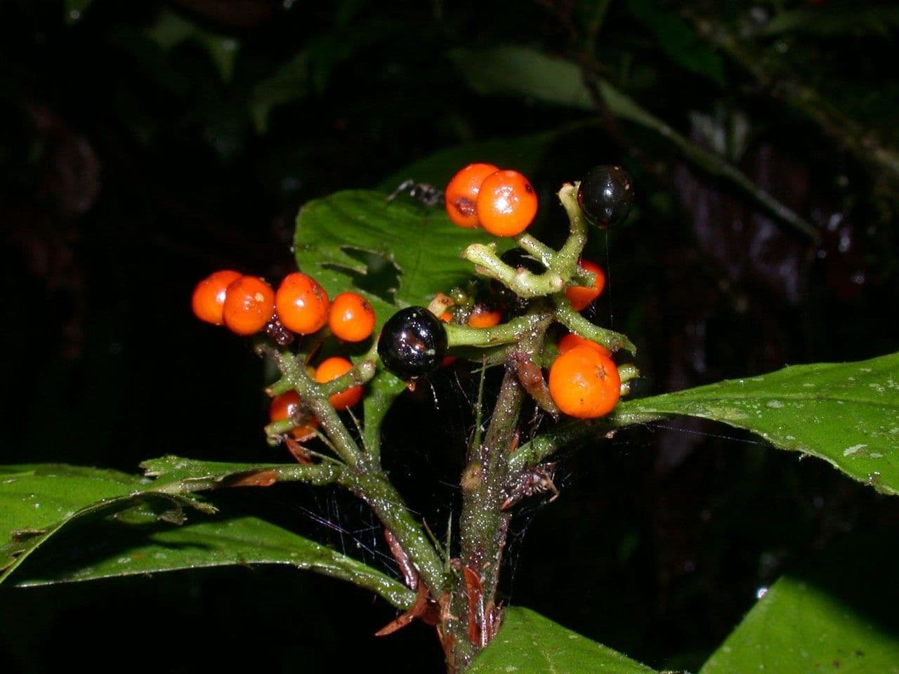Psychotria