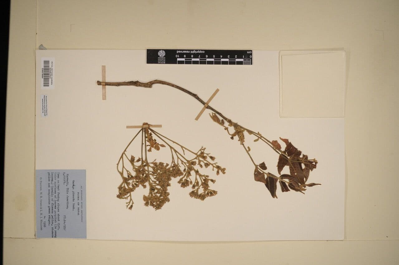 Garuga pinnata 3