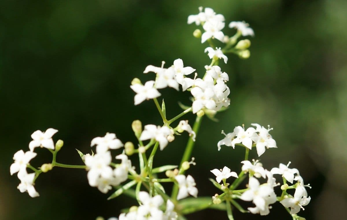Rubiacea 2