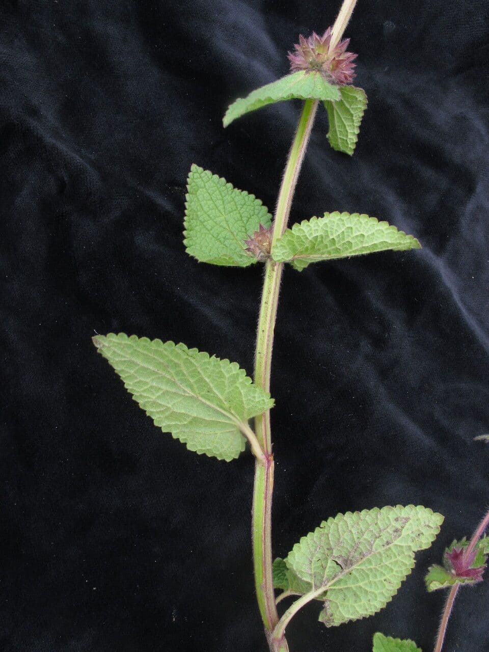 Stachys rigida 3