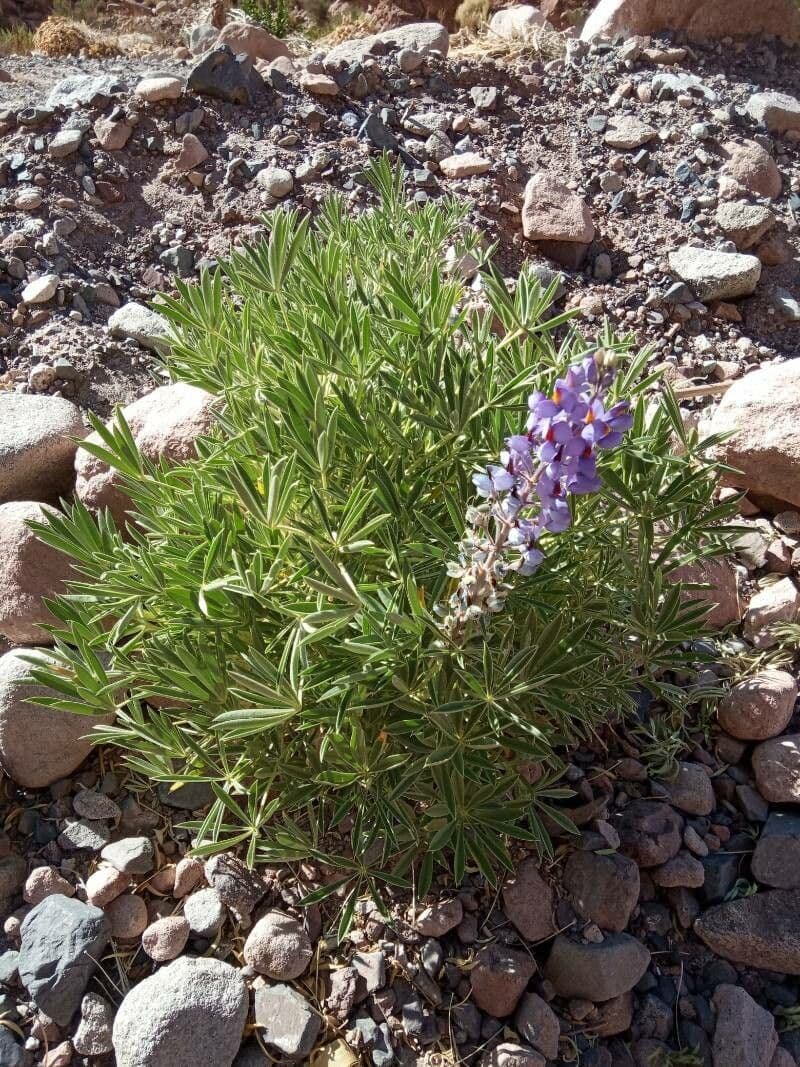 Berg-Lupine 4