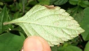 Salvia 9