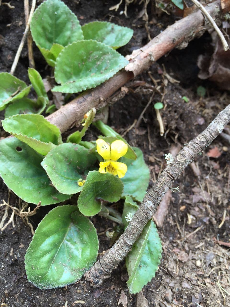 Viola 6
