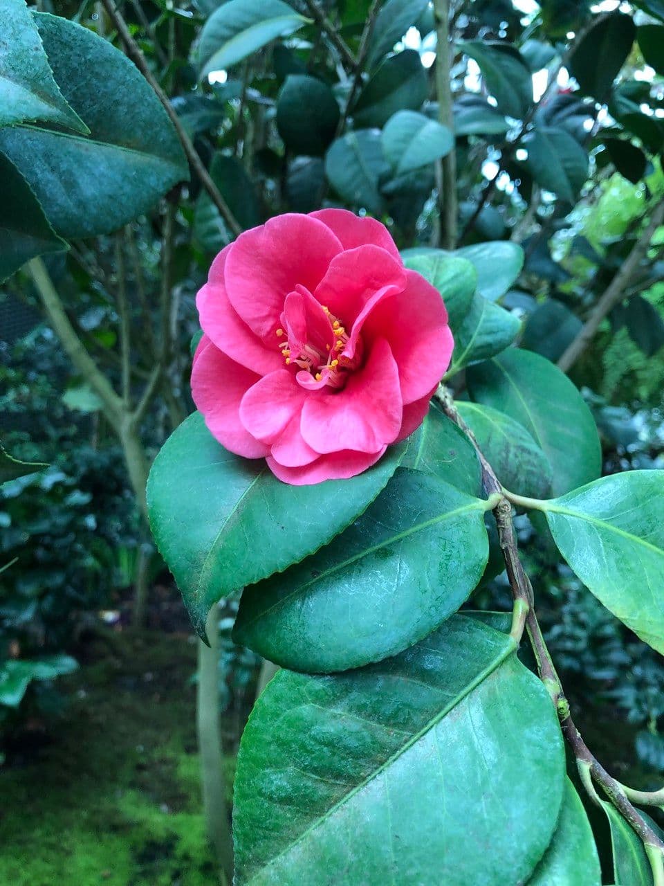 Camelia oleifera 10