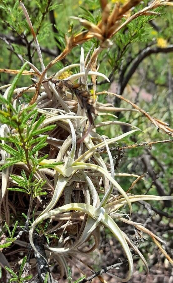 Tillandsia