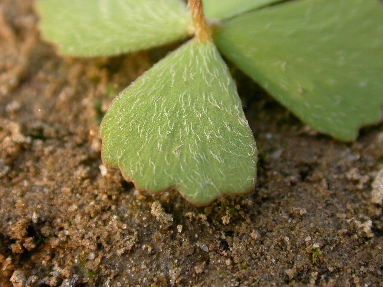 Marsilea minuta 12